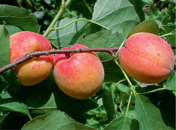 Oben: Aprikosensorte ‘Bergeron’, unten links: ‘Orangered’
