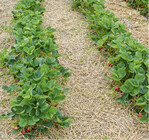 Durchlässiger Boden und eine mäßige Nährstoffversorgung sind für Erdbeeren ideal. Gesetzt werden die Pflanzen im Abstand von 25 bis 30 cm. Wichtig: der Vegetationspunkt der Pflanze, das so genannte Herz, muss exakt auf der Bodenoberfläche sitzen, nicht zu hoch und nicht zu tief. In den Wochen nach der Pflanzung das Wässern nicht vergessen!