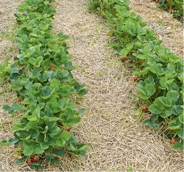 Durchlssiger Boden und eine mige Nhrstoffversorgung sind fr Erdbeeren ideal. Gesetzt werden die Pflanzen im Abstand von 25 bis 30 cm. Wichtig: der Vegetationspunkt der Pflanze, das so genannte Herz, muss exakt auf der Bodenoberflche sitzen, nicht zu hoch und nicht zu tief. In den Wochen nach der Pflanzung das Wssern nicht vergessen!