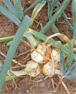 Diese im Erdpresstopf ausgesäten und gepflanzten Zwiebeln stehen kurz vor der Ernte. Der Schlotenknick ist allerdings noch nicht erfolgt. Wer frühzeitig im Jahr Zwiebeln frisch ernten möchte, sät schon im August für das Folgejahr aus. Zu beachten: Die Lauch- und Zwiebelfliegen fliegen noch und können die Sämlinge befallen. Eine Abdeckung mit Kulturschutznetzen ist sinnvoll.