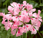 Kübelpflanzen und mehrjährige Balkonblumen werden am besten Anfang August durch Stecklinge vermehrt. Besonders bei Geranien (Pelargonium) lohnt sich das, denn so können Sie besonders schöne Sorten als Jungpflanzen überwintern, die wesentlich weniger Platz wegnehmen als die Mutterpflanzen.