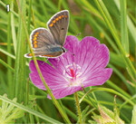 1 Kleiner Sonnenröschen-Bläuling auf Blutrotem Storchschnabel