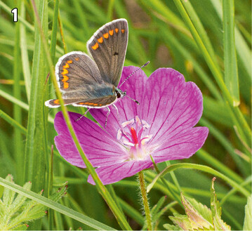 1 Kleiner Sonnenrschen-Bluling auf Blutrotem Storchschnabel