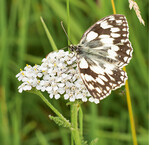 Schachbrettfalter auf einer Schafgarbenblüte