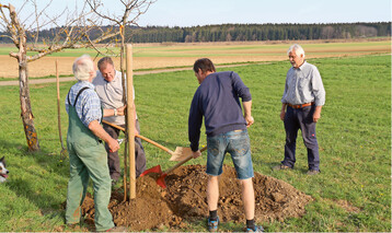  Aktive des OGV und des SAV pflanzten zwei Apfelbume 