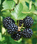Vollreife Brombeeren der Zuckerbrombeere ‘Asterina’
