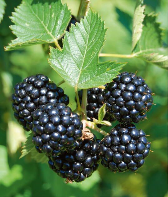  Vollreife Brombeeren der Zuckerbrombeere Asterina 