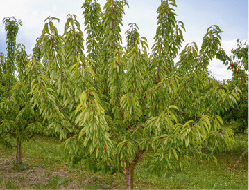  Der Sommerschnitt hat auch Nachteile: Im Baum ist es durch die Bltter viel unbersichtlicher als im Winter. Bei an-haltender, starker Hitze und Trockenheit ist der Sommerschnitt ungnstig, da er das Austrocknen und den Sonnenbrand der bis dahin beschatteten Kronenteile frdert. 