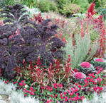 Salbeipflanzen oder Currykraut mit silbernem Laub sind ebenfalls Schmuckpflanzen, die im Herbst erhältlich sind. Dunkelblaue Astern passen hier gut dazu. Und als Gemüse dunkelroter Salat. Pflanzkombination von essbarem Zierkohl, Blattkohl in Rot, verschiedenen Amaranth-Arten. Reine Zierpflanzen sind das Alpenveilchen und der Schopflavendel, der durch echten Lavendel oder Currykraut ersetzt werden könnte.