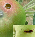 Fraßschaden durch den Ohrwurm