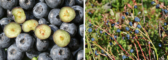 Kulturheidelbeeren (links) haben weies Fruchtfleisch, Waldheidelbeeren (rechts) dagegen rotes