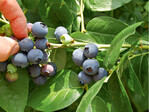 Vollreife Blaubeeren sind sehr gesund