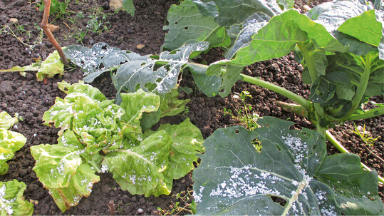 Mit Winterkopfsalat und Blumenkohl lassen sich die Beete ber Winter nutzen