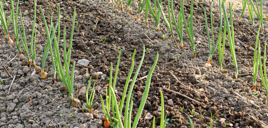 Zwiebeln dürfen zeitig im Frühjahr in den Boden