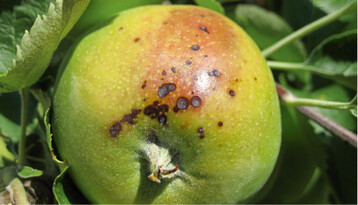 Sonnenbrand an Apfel