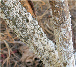 Maulbeerschildlaus an Johannisbeere