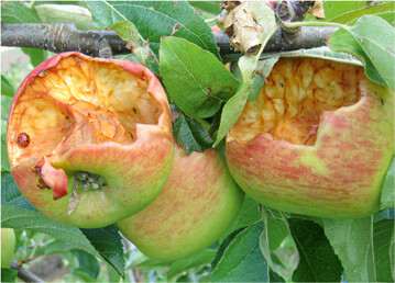 Vogel-Pickschden an Apfel