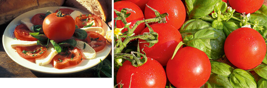 Der Klassiker im Sommer: Tomaten-Mozarella-Salat. Dazu gehrt frisches Basilikum