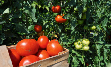 Die Fleischtomate Philona ist robust und hlt gut bis Oktober durch