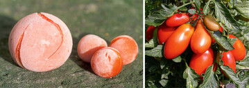 Tomaten lassen sich einzeln frosten, sind aber nach dem Auftauen matschig (l.). Romatomaten sind Verwertungssorten mit viel Trockensubstanz und Ministrunk, der mit verarbeitet wird (r.)