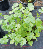 Weiterer Kräuteranbau: Kerbel, Koriander und Petersilie sind winterfest, und eine Aussaat im August sorgt für eine zeitige Ernte im nächsten Frühjahr. Zur besseren Keimung ist das Beet zu Beginn gleichmäßig feucht zu halten. Ein Vlies kann bei Frost Schutz bieten.