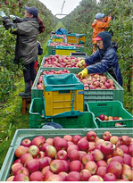 Sorgfältig gepflückte und schonend in die Großkisten gelegte Äpfel sind Voraussetzung für eine lange Lagerzeit