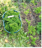 Ernte von krauser Petersilie zum Einfrieren. Wenn die Temperaturen nach der Ernte nicht sofort stark absinken, treiben die Pflanzen wieder aus. Möchte man im Winter weiter ernten, lässt sich mit Vliesbedeckung oder Folientunnel die Versorgung mit frischer Petersilie bis zum Frühjahr sicherstellen.