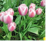 Tulpenzwiebeln gibt es in großer Sortenvielfalt. Die Zwiebeln werden am besten lose gekauft. So lässt sich die Qualität besser beurteilen. Wichtig ist, dass die Zwiebeln unbeschädigt sind und einen festen, frischen Eindruck machen.