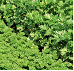 Krause Petersilie (links) schmeckt milder als glattblättrige Sorten