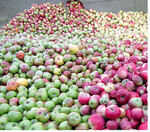 Apfelsaft: Was rein kommt, kommt auch raus. Deshalb sollten nur ausgereifte, gesunde Äpfel ohne Faulstellen in die Mostpresse. Vorzeitig fallende Früchte von Apfelbäumen sind oft vom Apfelwickler befallen. Diese unreifen Früchte mit Maden und Kotgang eignen sich nicht für Qualitätssaft. Sie sollten aufgelesen und entsorgt oder sehr klein gehäckselt werden, um die Maden am Verpuppen zu hindern. Zum Saftpressen nur gesunde, reife Früchte abliefern (siehe auch S. 6-14).