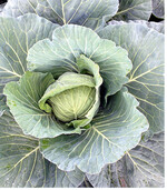 Zum Einlagern sollten entsprechende Lagersorten wie Marner Lagerweiß zur besseren Haltbarkeit angezogen werden. Wer keine Lagermöglichkeit besitzt, kann das Kraut zu Sauerkraut verarbeiten. Üblicherweise wird Sauerkraut aus Weißkohl hergestellt, aber auch Rotkraut und Chinakohl können in ähnlicher Weise verarbeitet werden. Es muss nicht nur der große Topf sein, auch Einmachgläser sind geeignet.