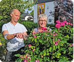 1 Zu den anfallenden Arbeiten gehört auch das Ausschneiden verblühter Rosenblüten