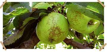 Fruchtberostung als Qualittsmangel