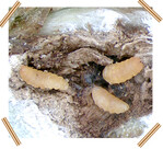 Larven der Himbeergallmücke