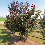 Die Sorte ‘Rote Warschauer’ wirkt durch die roten Blätter sehr zierend