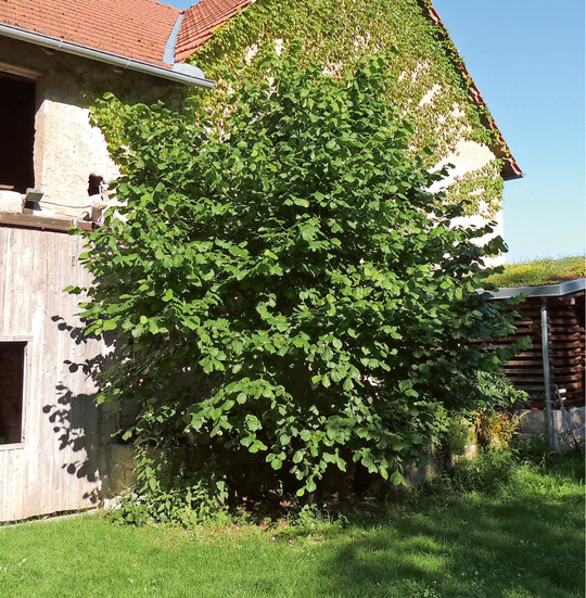 Auf dem Land gehrten Haselnsse (hier ein 10-jhriger Strauch) zu den Hofgehlzen