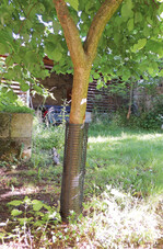 Schutz des Stammes durch eine Baumschutzhülle