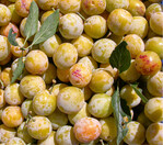 Mirabelle von Nancy war Streuobstsorte des Jahres 2018