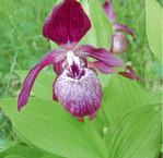 Frauenschuhe für den Garten gibt es inzwischen in unzähligen Züchtungen. Diese Hybriden sind wesentlich robuster als die reinen Arten. Auf gar keinen Fall darf man Pflanzen aus Wildbeständen in der Natur entnehmen