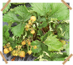 Befall mit der Erdbeer-Weichhautmilbe