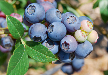  Blaubeeren (Kulturheidelbeeren) reifen folgernd, es braucht also wiederholte Pflckgnge 
