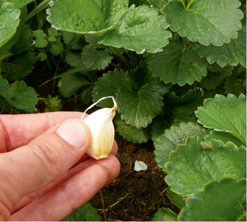  Knoblauch wird im koanbau auch als wirksames Mittel gegen Schdlinge eingesetzt. Denn Blattluse & Co knnen den Geruch der Pflanze nicht ausstehen. Besonders gern wird das wrzige Lauchgewchs deshalb als Schutz zwischen Erdbeeren, Mhren oder andere Gemsearten gepflanzt. 