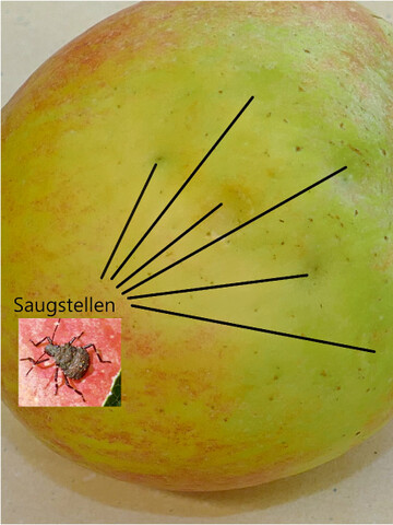  Wanzen-Schadsymptome an Jonagold 