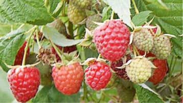 Frchte der Herbsthimbeere ‘Himbo Top’