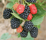 Die dornenlose und schmackhafte Brombeersorte Loch Ness