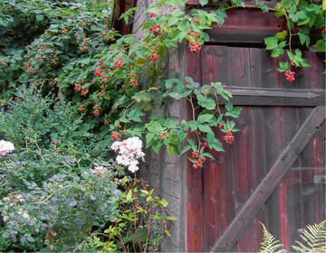 Beerenstrucher finden in jedem Garten ein Pltzchen