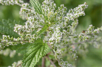 Weibliche Brennnesselblten liefern im September aromatische Samen