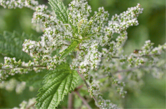 Weibliche Brennnesselblten liefern im September aromatische Samen