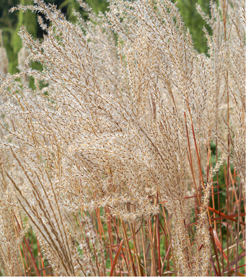Wenn Sie Miscanthus im Herbst pflanzen, dann so frh wie mglich, damit er noch mglichst viele Faserwurzeln bilden kann. Frostschutz im ersten Winter ist ratsam.