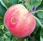 Sonnenbrandschäden können zu hohen Ausfällen führen